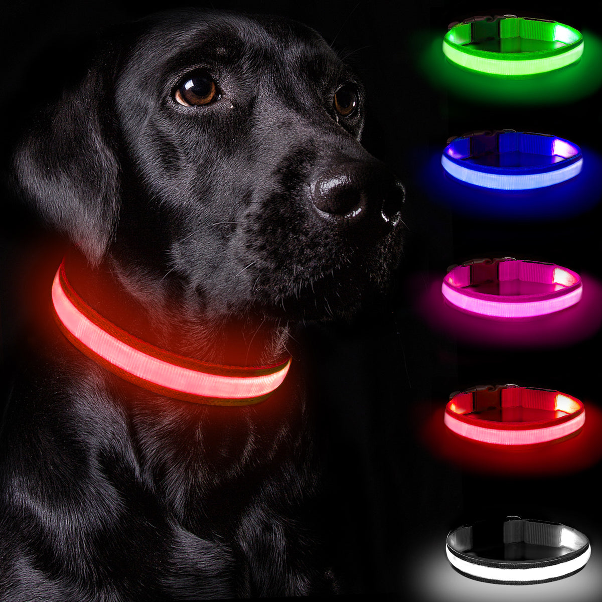 LED light-up dog collar